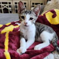 Thumbnail photo of Taco (Sticky Pants) #2