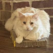 Thumbnail photo of Peychaud #4