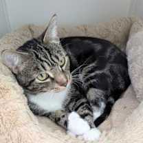 Thumbnail photo of Mittens #3