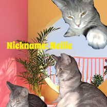 Thumbnail photo of zz 'Nellie' courtesy post #4