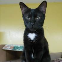 Thumbnail photo of Freckel Toe #2