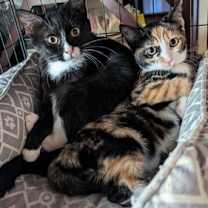 Thumbnail photo of SOCKS #3