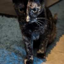 Thumbnail photo of Hera #2