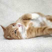 Thumbnail photo of Archie #3