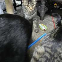 Thumbnail photo of Mia #2