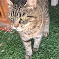 Thumbnail photo of 656042 Nova #1