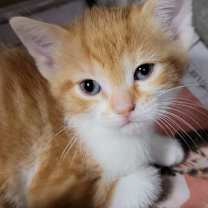 Thumbnail photo of Kinsley #1