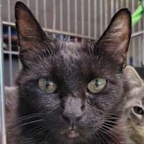 Thumbnail photo of Ciri #1