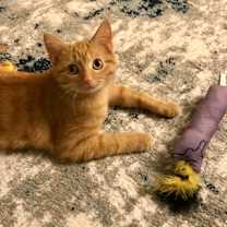 Thumbnail photo of Marmalade #1