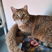 Thumbnail photo of Tessa #1