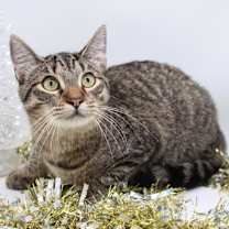 Thumbnail photo of Marcel II #1