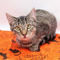 Thumbnail photo of Marcel II #2