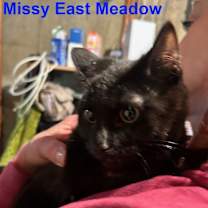 Thumbnail photo of Missy East Meadow #1