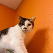 Thumbnail photo of Endora #4