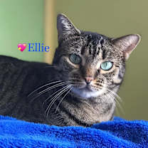 Thumbnail photo of Ellie #1