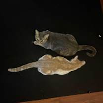 Thumbnail photo of Willow #1