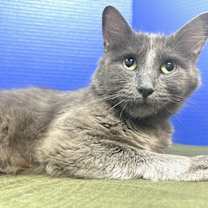 Thumbnail photo of Endzone Enforcer #1