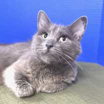 Thumbnail photo of Endzone Enforcer #2