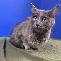 Thumbnail photo of Endzone Enforcer #3