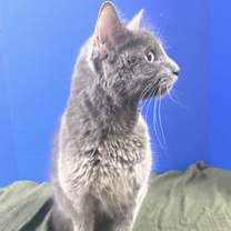 Thumbnail photo of Endzone Enforcer #4