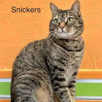 Thumbnail photo of Snickers #1