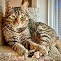 Thumbnail photo of Snickers #2