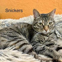 Thumbnail photo of Snickers #3