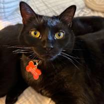 Thumbnail photo of Baby Too bonded with Apollo #1