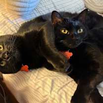 Thumbnail photo of Baby Too bonded with Apollo #2