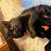 Thumbnail photo of Baby Too bonded with Apollo #3