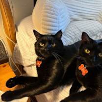 Thumbnail photo of Baby Too bonded with Apollo #4