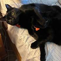 Thumbnail photo of Apollo bonded with Baby Too #2