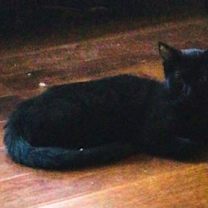 Thumbnail photo of Dotty - Adopt Me! #4