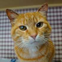 Thumbnail photo of Maizy #2