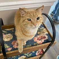 Thumbnail photo of Maizy #4