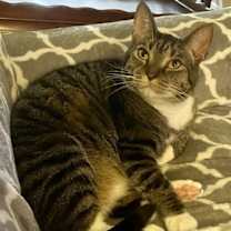 Thumbnail photo of Carbonara #1