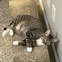 Thumbnail photo of Carbonara #4