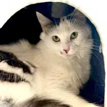 Thumbnail photo of Velma #2