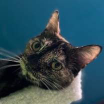 Thumbnail photo of Tallahassee #1