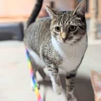 Thumbnail photo of Felix #3