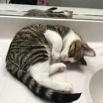 Thumbnail photo of Bumps #3