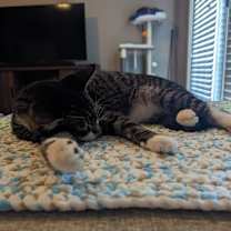 Thumbnail photo of Maximus #2