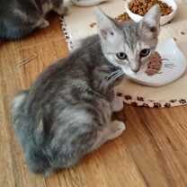 Thumbnail photo of Hera #2