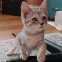 Thumbnail photo of Hera #4