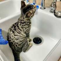 Thumbnail photo of EMMA #3