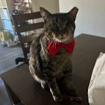 Thumbnail photo of Mr. Tom #3
