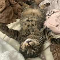 Thumbnail photo of Mr. Tom #4