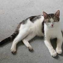 Thumbnail photo of Lewis #1