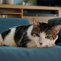 Thumbnail photo of Lewis #2