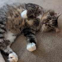 Thumbnail photo of Larry #3